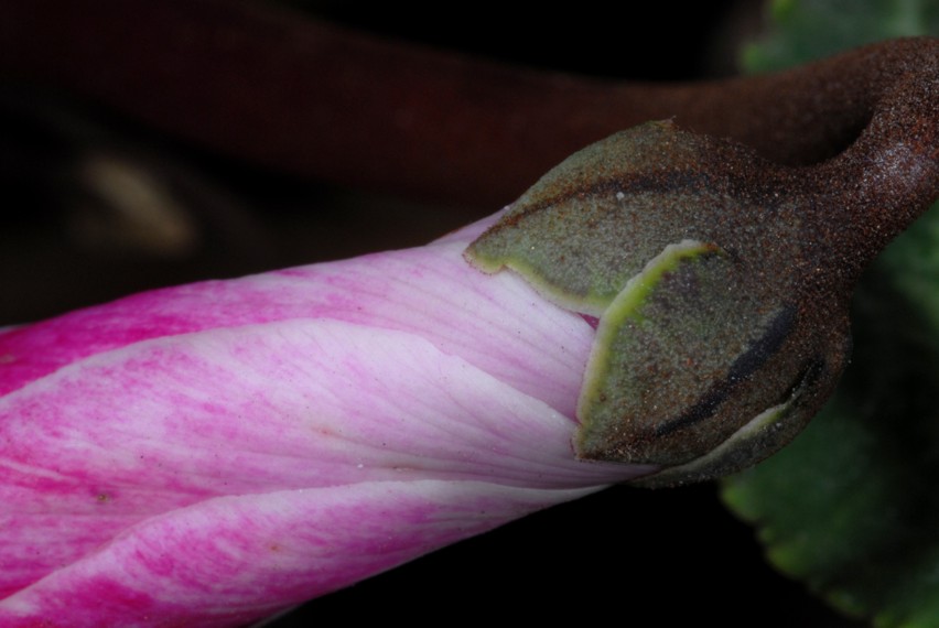 Primi scatti con il NIKON  Kit flash SB-R1C1 SBR1C1